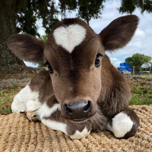 Charming Calf in Soft Daylight: A Nature Editorial Shoot Photo Set
